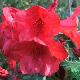Rhododendron nain Elizabeth