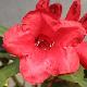 Rhododendron nain Elizabeth