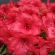 Rhododendron nain Elizabeth