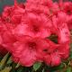 Rhododendron nain Elizabeth