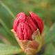 Rhododendron nain Elizabeth