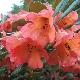 Rhododendron hybride Fabia