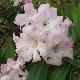 Rhododendron Faggetter's Favourite