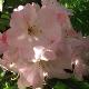 Rhododendron Faggetter's Favourite