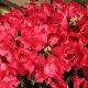 Rhododendron yakushimanum Fred Peste