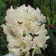 Rhododendron nain Ginny Gee