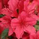 Azal�e japonaise Hino-Crimson