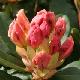 Rhododendron hybride Horizon Monarch