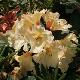 Rhododendron hybride Horizon Monarch