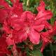 Rhododendron hybride Hugh Koster