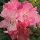 Rhododendron yakushimanum Hydon Hunter