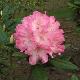 Rhododendron yakushimanum Hydon Hunter