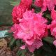 Rhododendron yakushimanum Hydon Hunter