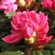 Rhododendron yakushimanum Hydon Hunter