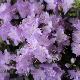 Rhododendron nain impeditum