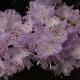 Rhododendron nain impeditum
