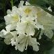 Rhododendron hybride Madame Masson