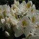 Rhododendron hybride Madame Masson