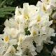 Rhododendron hybride Madame Masson
