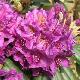 Rhododendron hybride Marcel M�nard