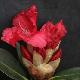 Rhododendron hybride Markeeta's Prize