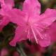 Rhododendron nain Mucrunatum