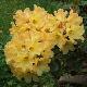 Rhododendron Nancy Evans
