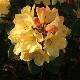 Rhododendron Nancy Evans