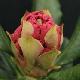 Rhododendron Nancy Evans