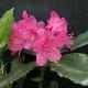 Rhododendron hybride Nova Zembla