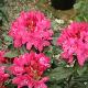 Rhododendron hybride Nova Zembla