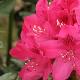 Rhododendron hybride Nova Zembla