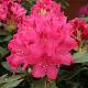 Rhododendron hybride Nova Zembla