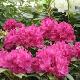 Rhododendron hybride Old Port