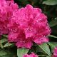 Rhododendron hybride Old Port