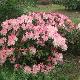 Rhododendron yakushimanum Percy Wiseman