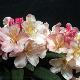 Rhododendron yakushimanum Percy Wiseman