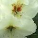 Rhododendron Phyllis Korn