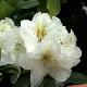 Rhododendron Phyllis Korn