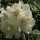 Rhododendron Phyllis Korn