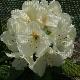 Rhododendron Phyllis Korn