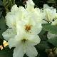 Rhododendron Phyllis Korn
