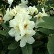 Rhododendron Phyllis Korn