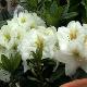 Rhododendron Phyllis Korn