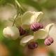 Akebia � fleurs blanches