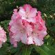 Rhododendron hybride Point Defiance