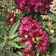 Rhododendron hybride Polarnacht
