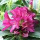 Rhododendron hybride Polarnacht