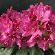 Rhododendron hybride Polarnacht