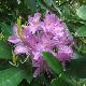 Rhododendron pontique